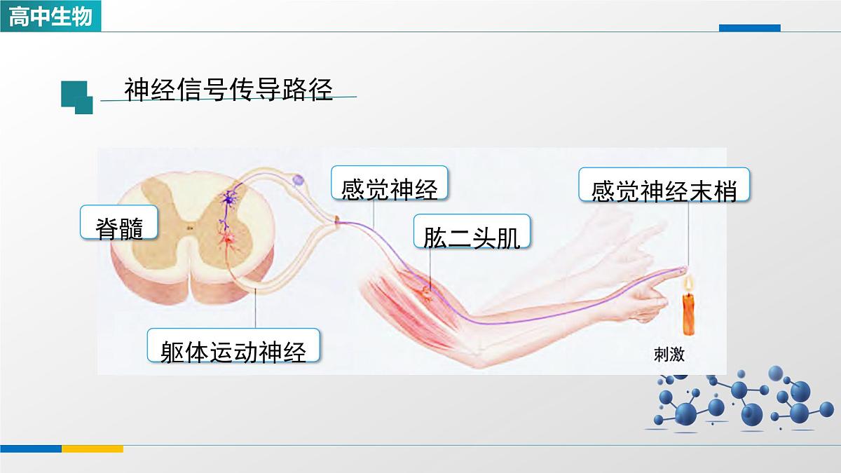 人教版高中生物选修1 2-2《神经调节的基本方式》课件第3页