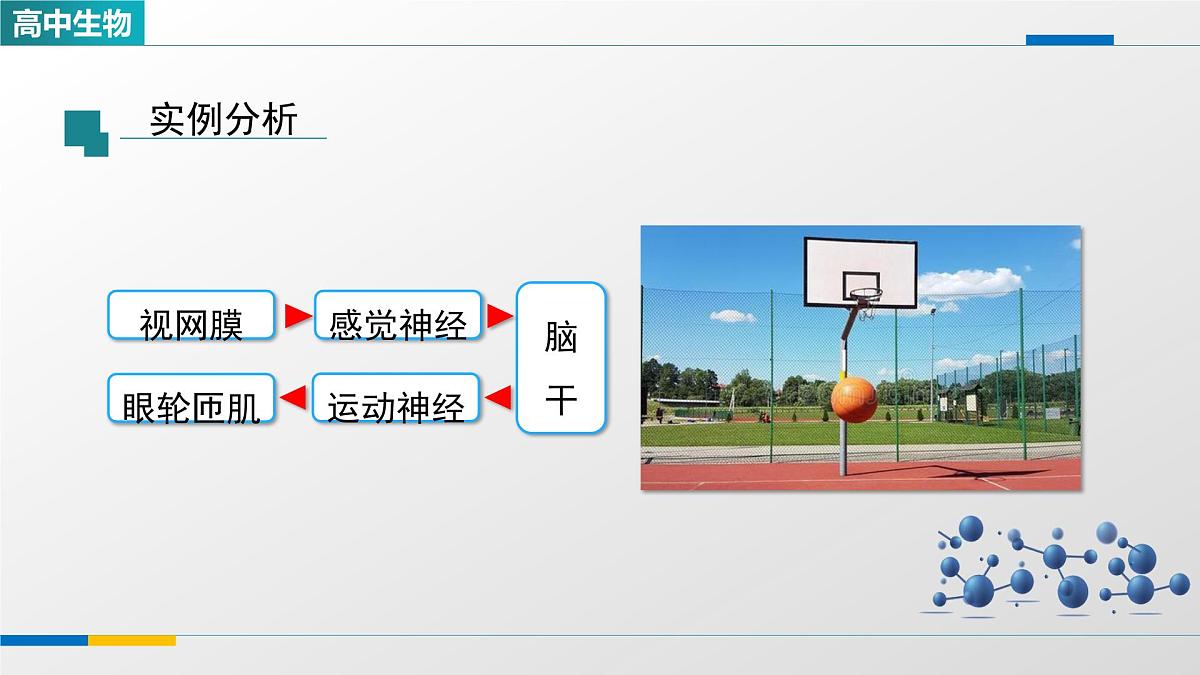人教版高中生物选修1 2-2《神经调节的基本方式》课件第4页