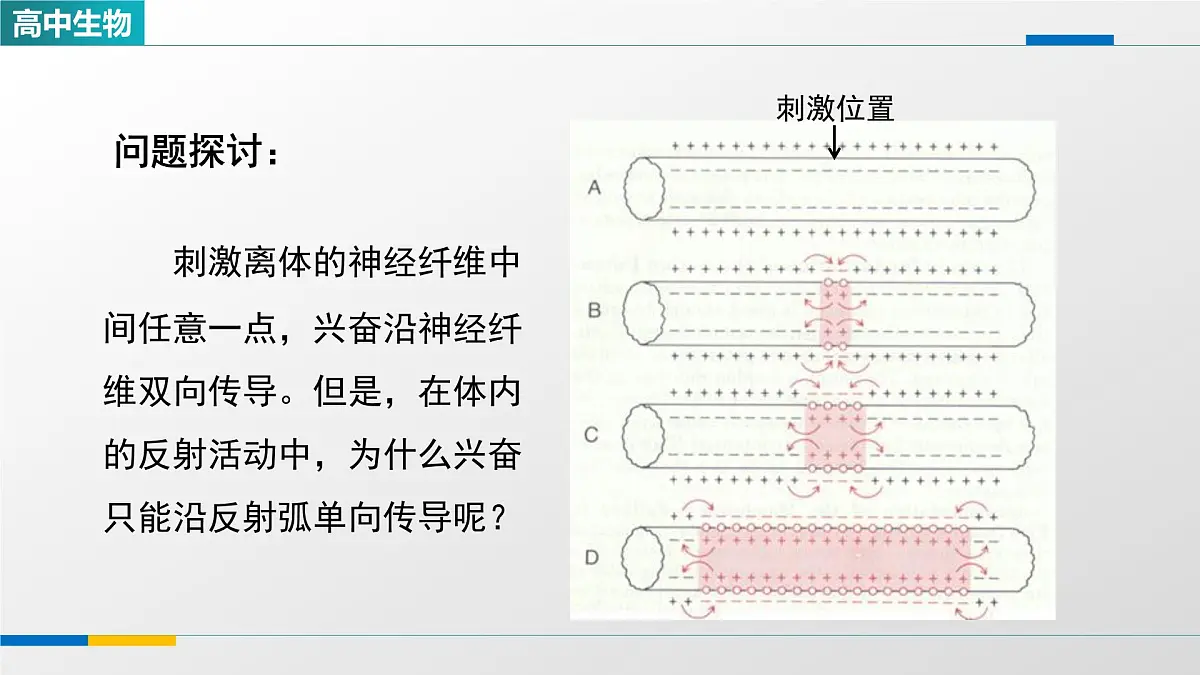 人教版高中生物选修1 2-3《神经冲动的产生和传导（第二课时）》课件第2页