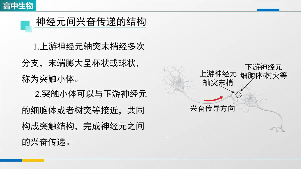 人教版高中生物选修1 2-3《神经冲动的产生和传导（第二课时）》课件第3页