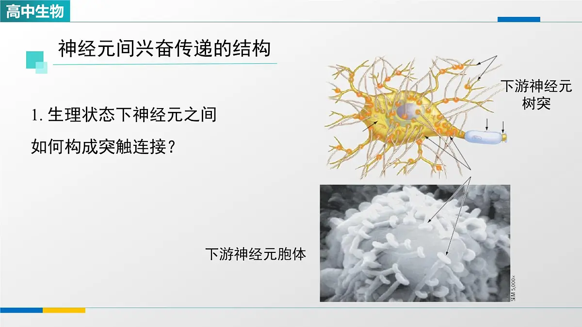 人教版高中生物选修1 2-3《神经冲动的产生和传导（第二课时）》课件第4页