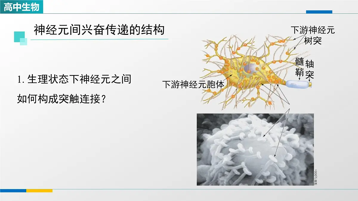 人教版高中生物选修1 2-3《神经冲动的产生和传导（第二课时）》课件第5页