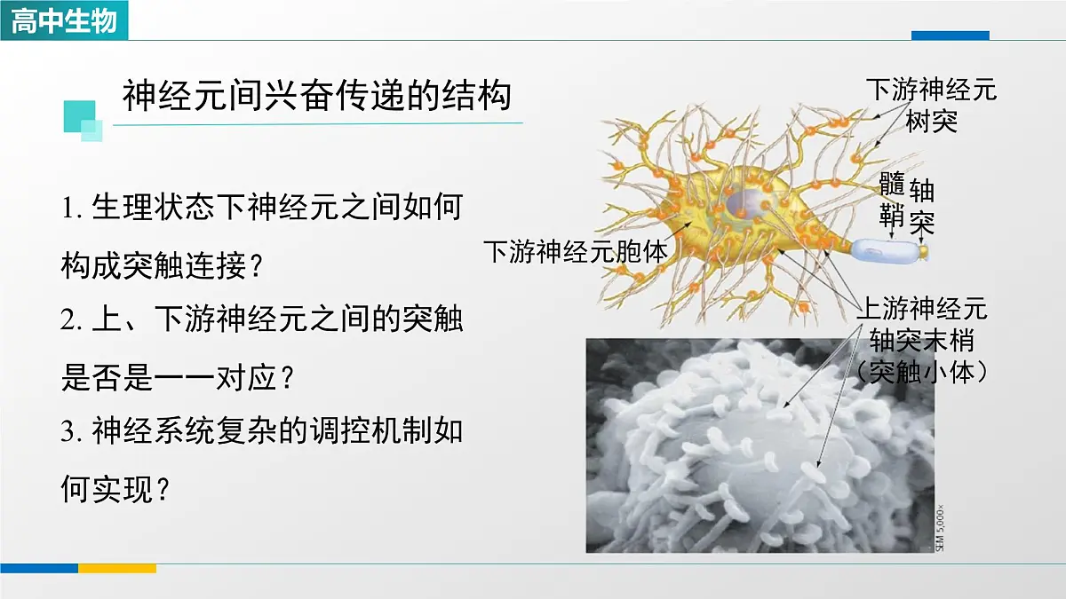 人教版高中生物选修1 2-3《神经冲动的产生和传导（第二课时）》课件第6页