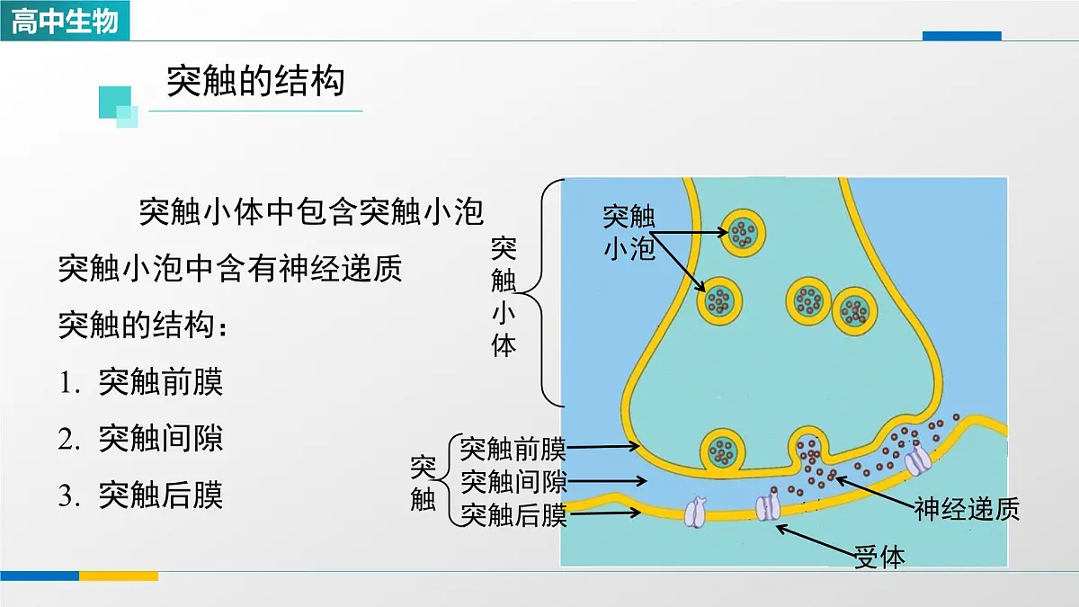 人教版高中生物选修1 2-3《神经冲动的产生和传导（第二课时）》课件第7页