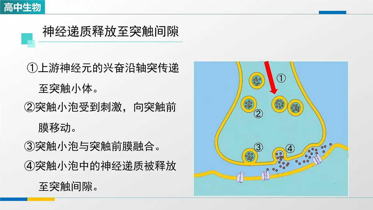 人教版高中生物选修1 2-3《神经冲动的产生和传导（第二课时）》课件第8页