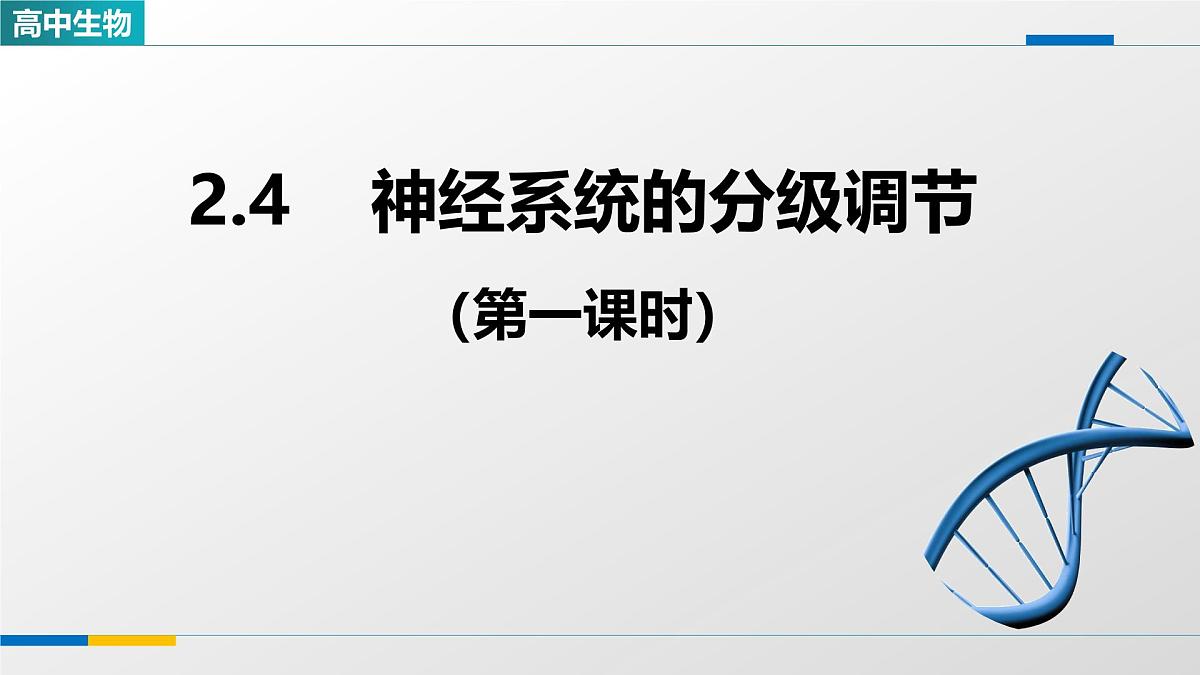 人教版高中生物选修1 2-4《神经系统的分级调节（第一课时）》课件第1页