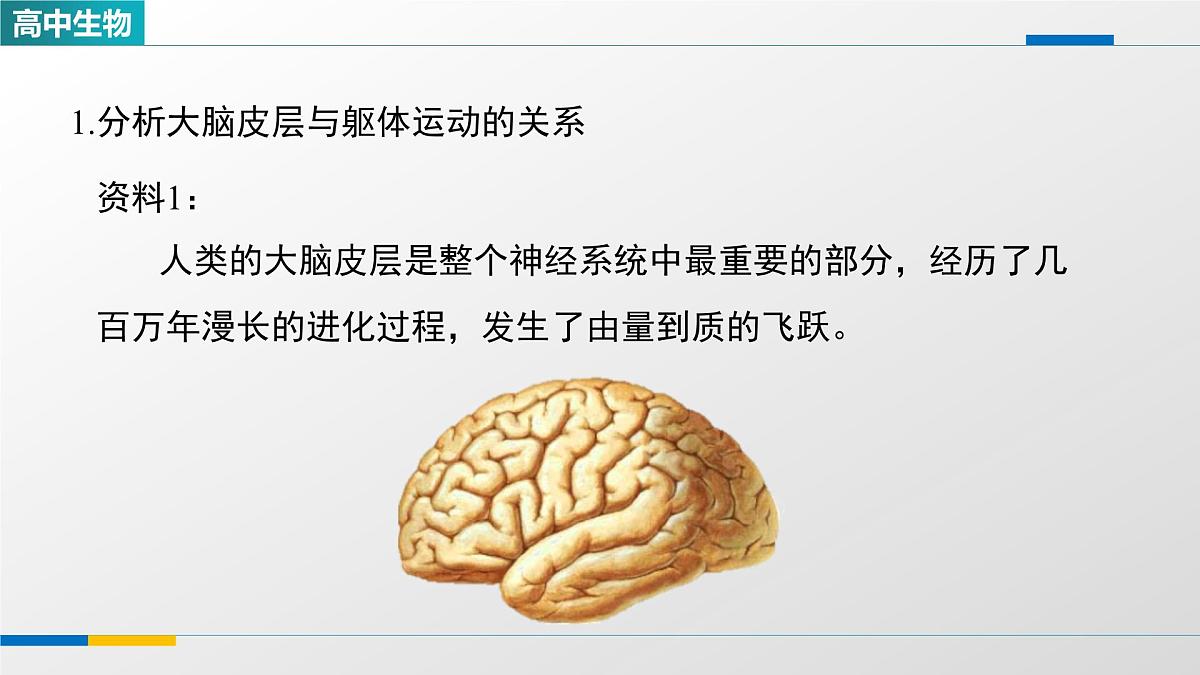 人教版高中生物选修1 2-4《神经系统的分级调节（第一课时）》课件第6页