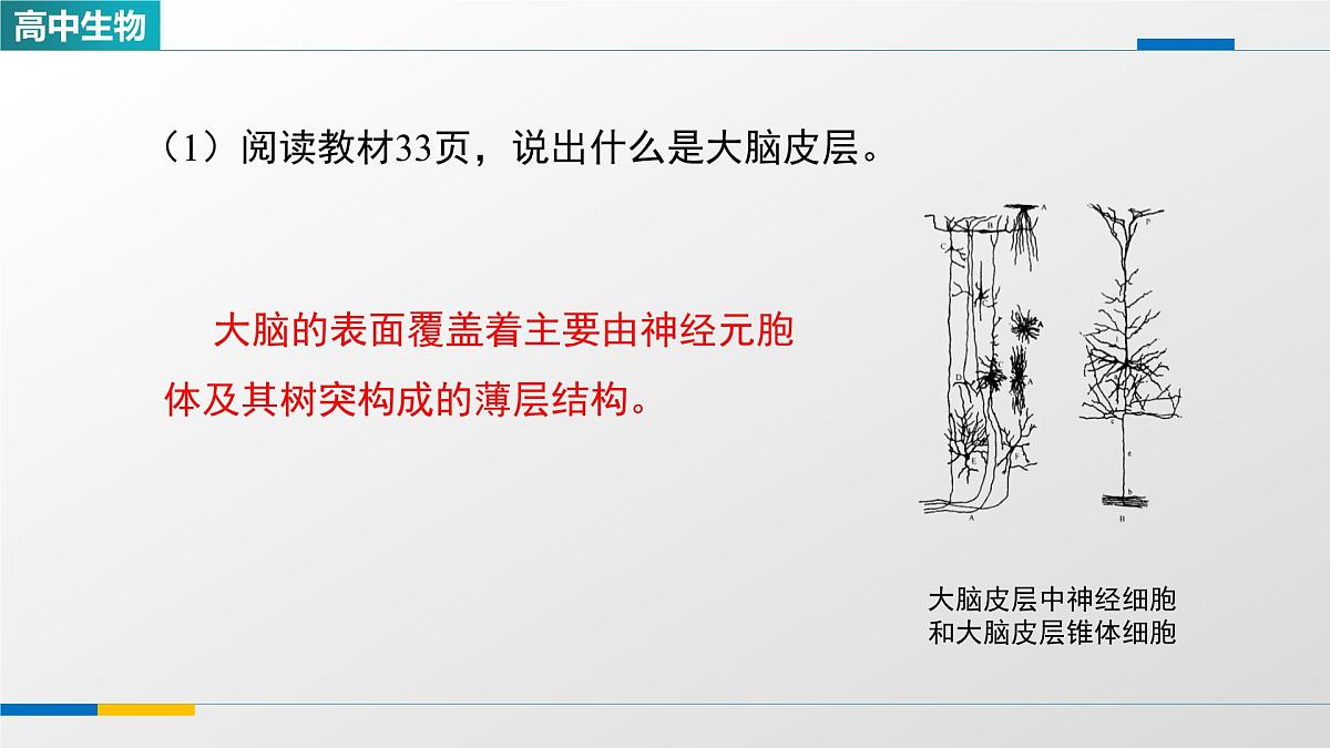 人教版高中生物选修1 2-4《神经系统的分级调节（第一课时）》课件第7页