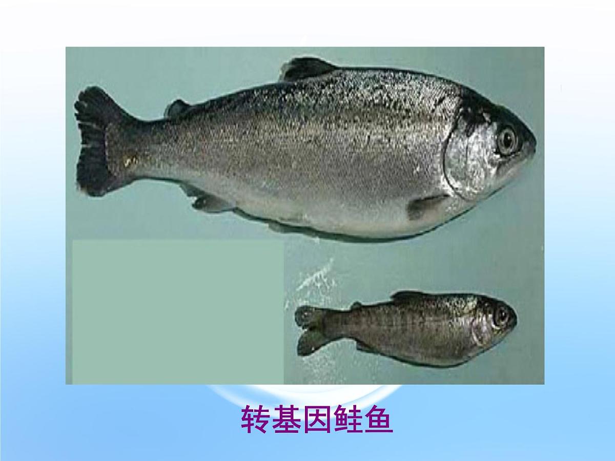 高中生物人教版（新课标）选修3 专题1 1.1《DNA重组技术的基本工具》课件第4页