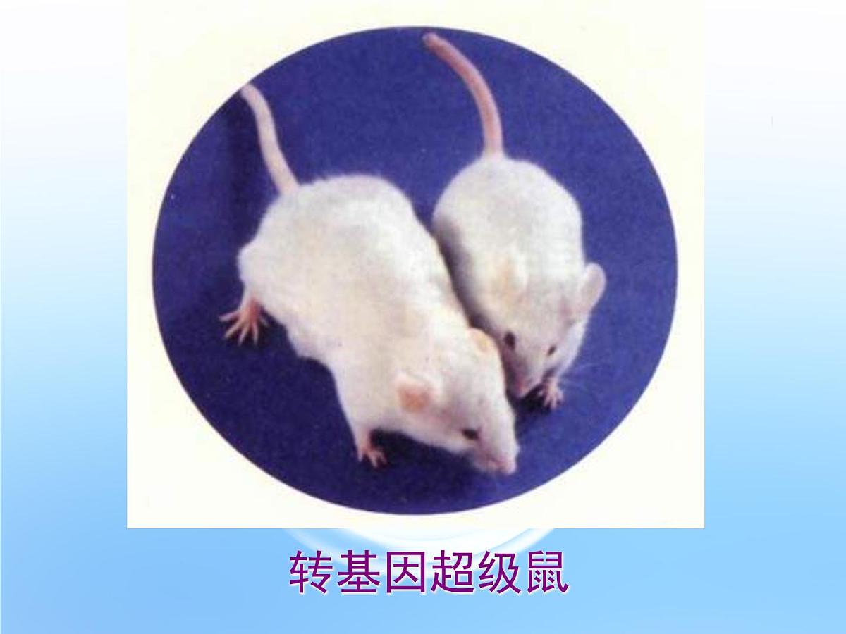高中生物人教版（新课标）选修3 专题1 1.1《DNA重组技术的基本工具》课件第5页