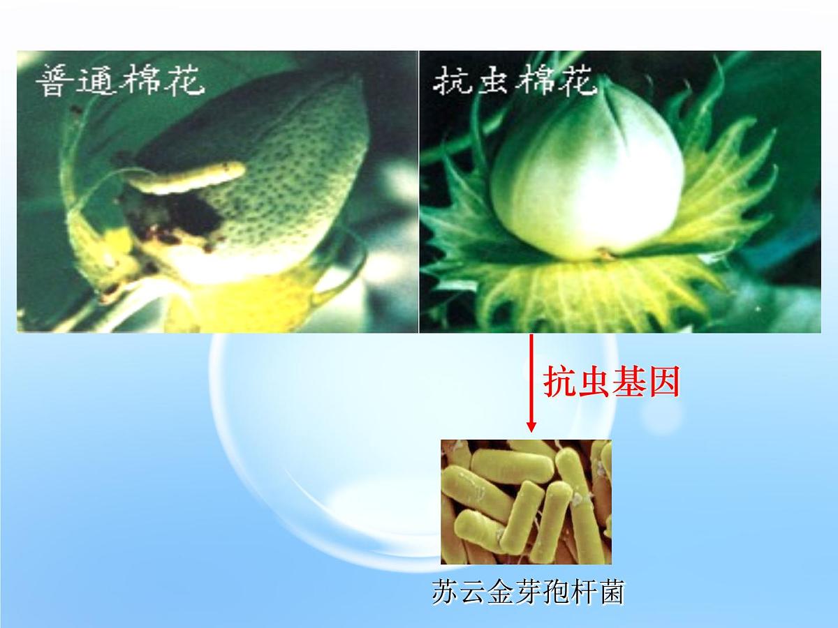 高中生物人教版（新课标）选修3 专题1 1.1《DNA重组技术的基本工具》课件第8页