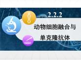 人教版 (新課標(biāo))高中生物選修3 2.2.2《動(dòng)物細(xì)胞融合與單克隆抗體》課件