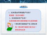 人教版 (新課標(biāo))高中生物選修3 2.2.2《動(dòng)物細(xì)胞融合與單克隆抗體》課件