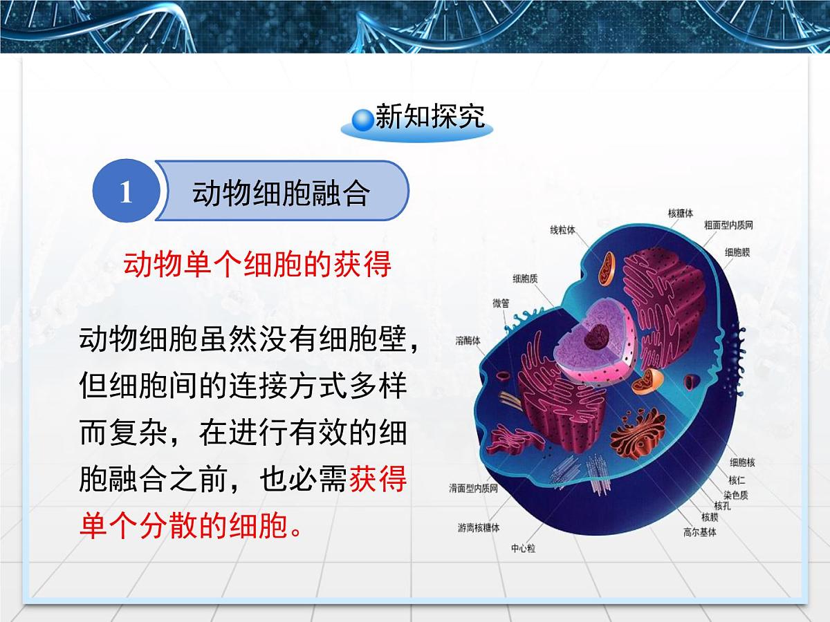 人教版 (新课标)高中生物选修3 2.2.2《动物细胞融合与单克隆抗体》课件第4页