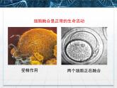 人教版 (新課標(biāo))高中生物選修3 2.2.2《動(dòng)物細(xì)胞融合與單克隆抗體》課件