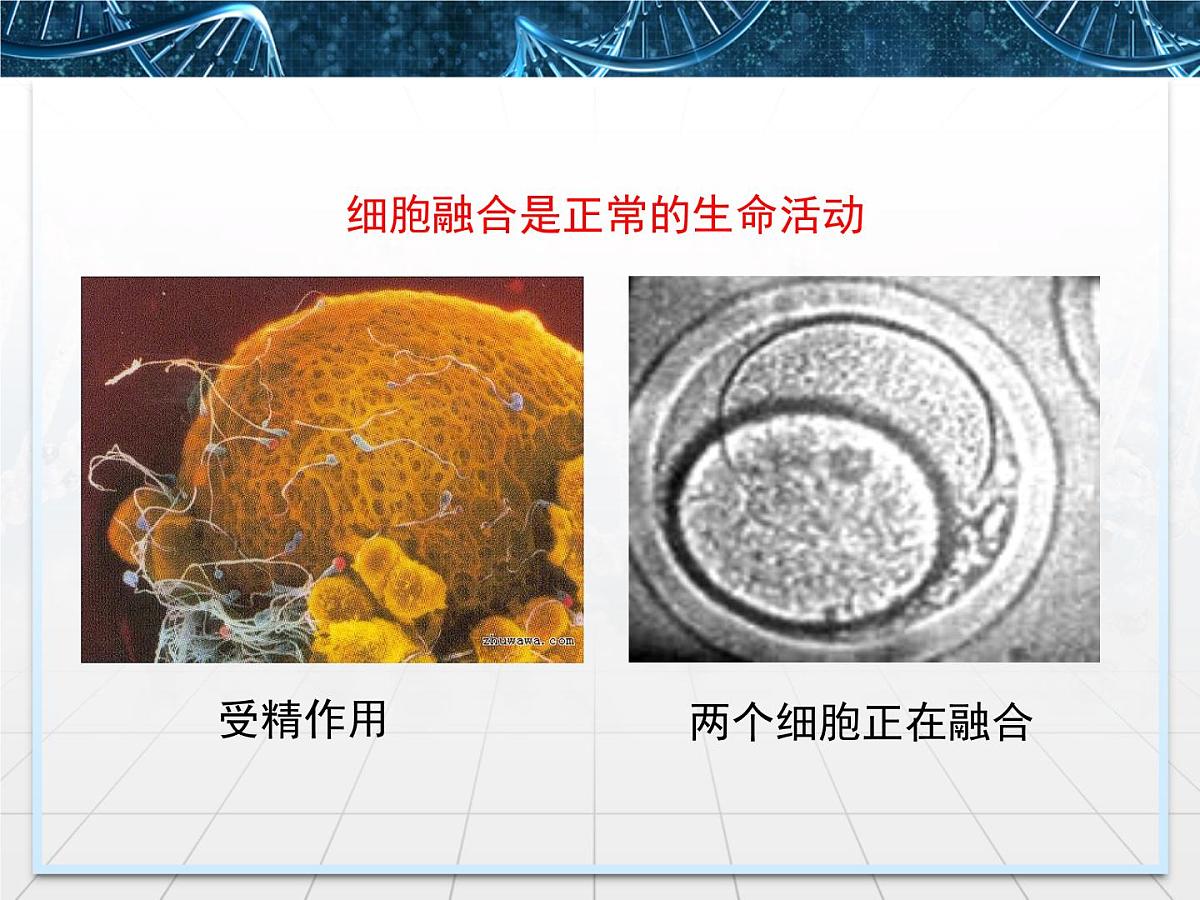 人教版 (新课标)高中生物选修3 2.2.2《动物细胞融合与单克隆抗体》课件第5页