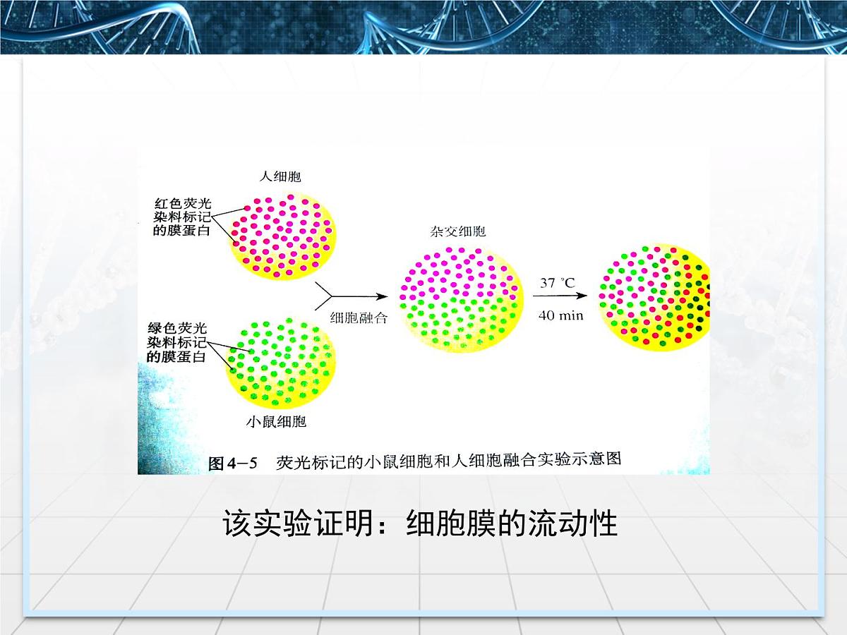 人教版 (新课标)高中生物选修3 2.2.2《动物细胞融合与单克隆抗体》课件第7页