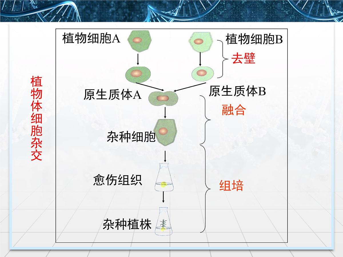 人教版 (新课标)高中生物选修3 2.2.2《动物细胞融合与单克隆抗体》课件第8页