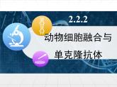 人教版 (新課標(biāo))高中生物選修3 2.2.2《動(dòng)物細(xì)胞融合與單克隆抗體》課件