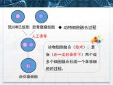 人教版 (新課標(biāo))高中生物選修3 2.2.2《動(dòng)物細(xì)胞融合與單克隆抗體》課件