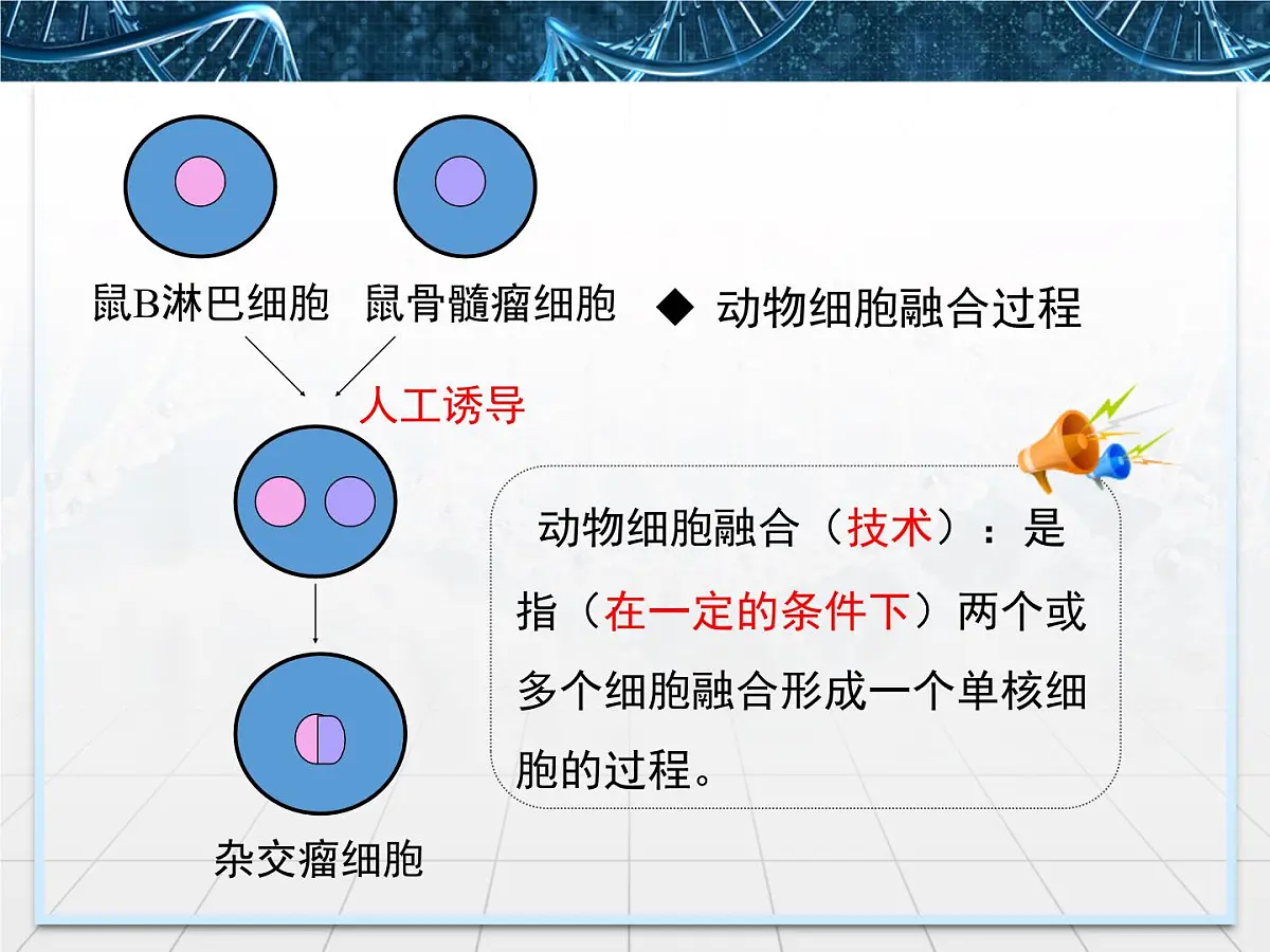 人教版 (新课标)高中生物选修3 2.2.2《动物细胞融合与单克隆抗体》课件第5页
