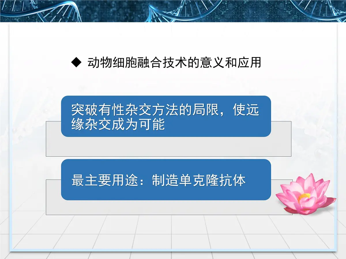 人教版 (新课标)高中生物选修3 2.2.2《动物细胞融合与单克隆抗体》课件第6页