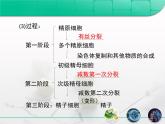 人教版 (新課標)高中生物選修3 3-1《體內受精和早期胚胎發(fā)育》復習課件