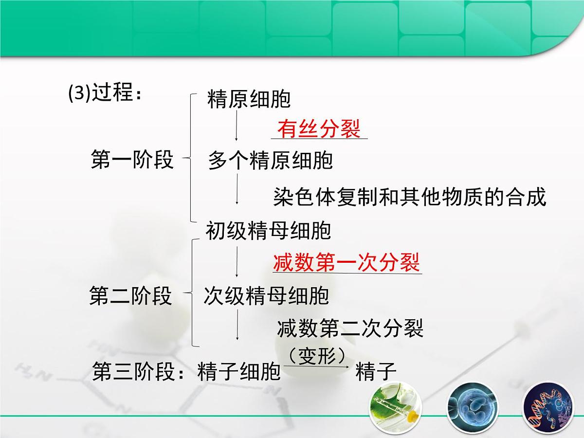 人教版 (新课标)高中生物选修3 3-1《体内受精和早期胚胎发育》复习课件第5页