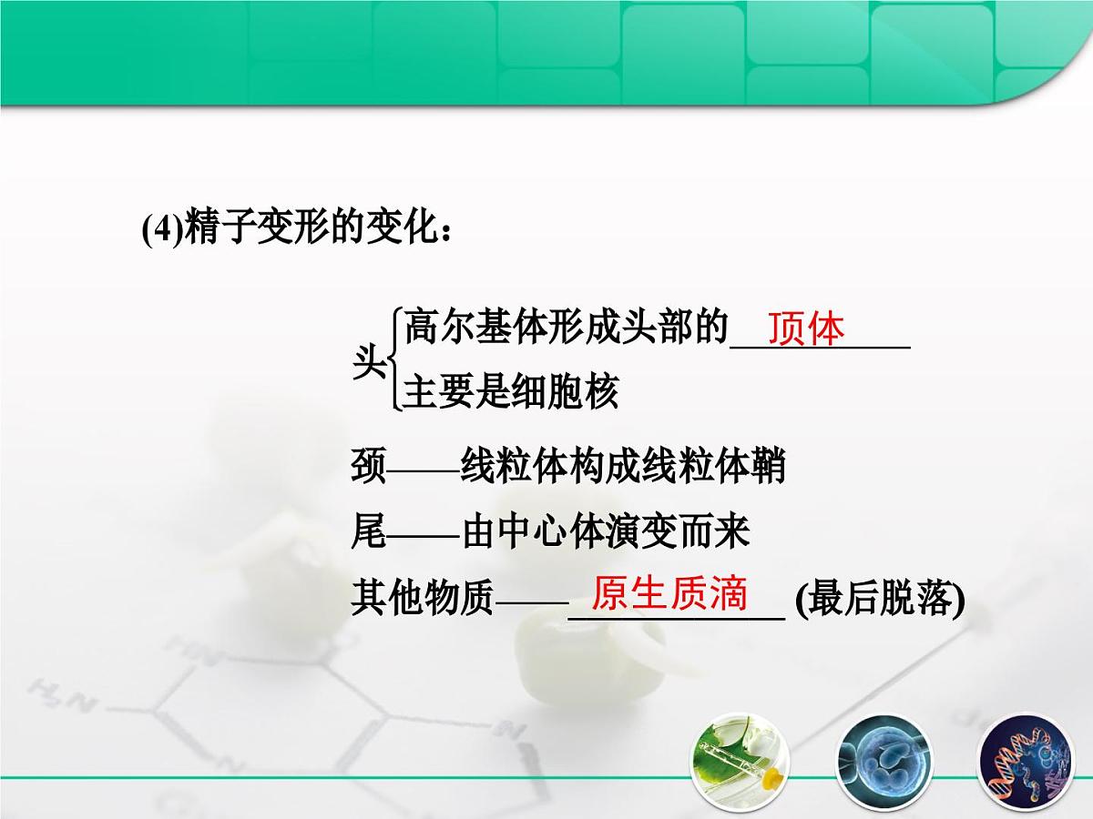 人教版 (新课标)高中生物选修3 3-1《体内受精和早期胚胎发育》复习课件第6页