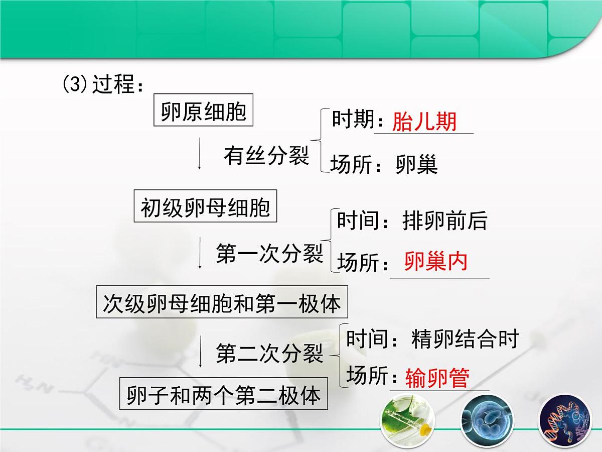 人教版 (新课标)高中生物选修3 3-1《体内受精和早期胚胎发育》复习课件第8页