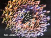 人教版 (新課標)高中生物選修3 3-1《體內受精和早期胚胎發(fā)育》課件