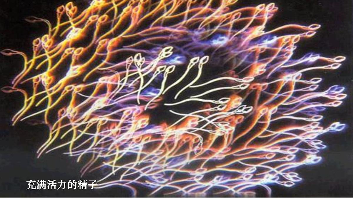 人教版 (新课标)高中生物选修3 3-1《体内受精和早期胚胎发育》课件第3页