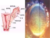 人教版 (新課標)高中生物選修3 3-1《體內受精和早期胚胎發(fā)育》課件