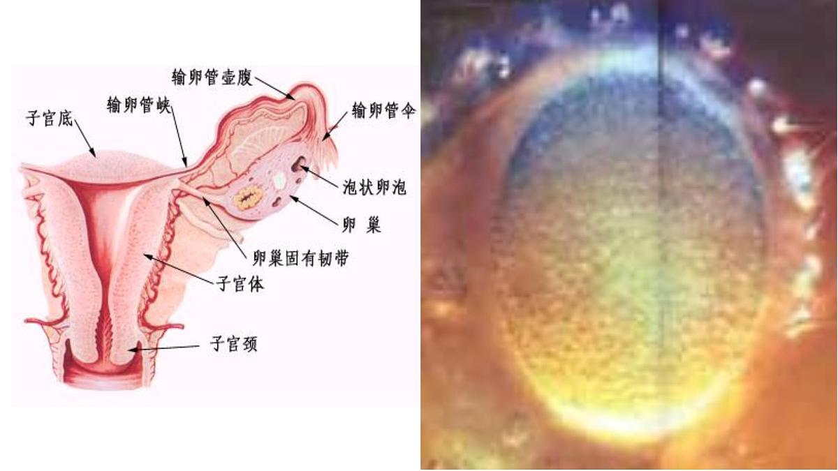 人教版 (新课标)高中生物选修3 3-1《体内受精和早期胚胎发育》课件第5页