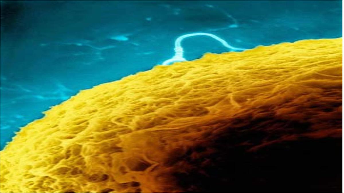 人教版 (新课标)高中生物选修3 3-1《体内受精和早期胚胎发育》课件第6页