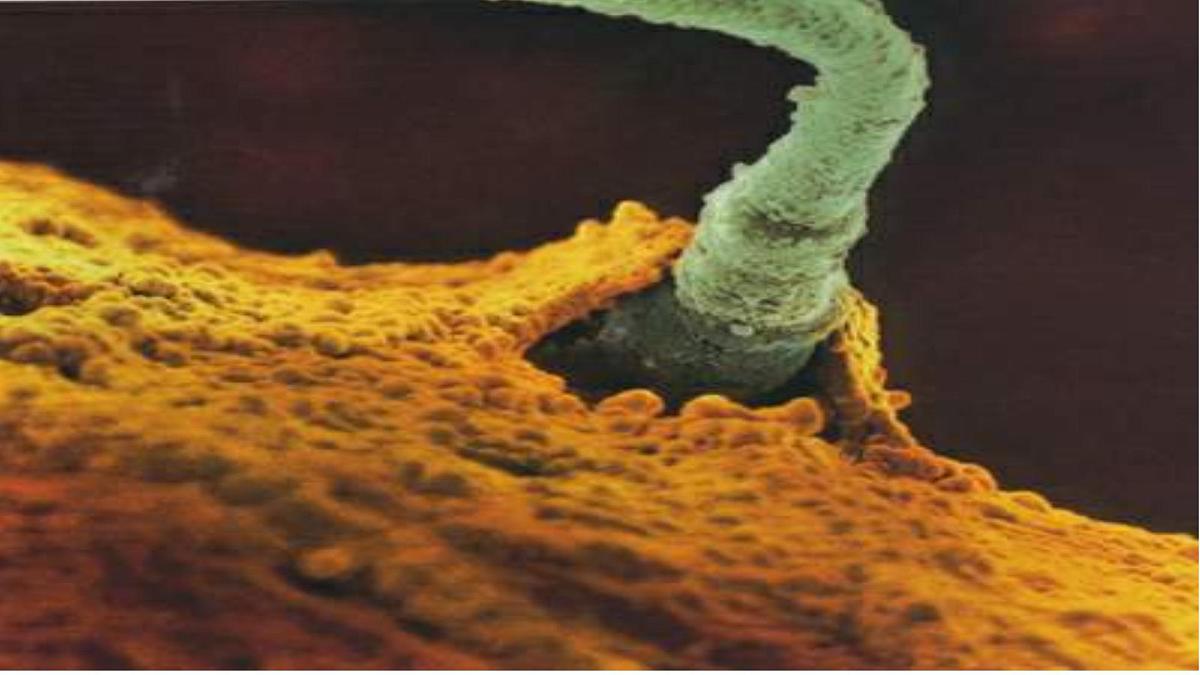 人教版 (新课标)高中生物选修3 3-1《体内受精和早期胚胎发育》课件第7页