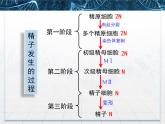 人教版 (新課標)高中生物選修3 3-1《體內受精和早期胚胎發(fā)育》課件