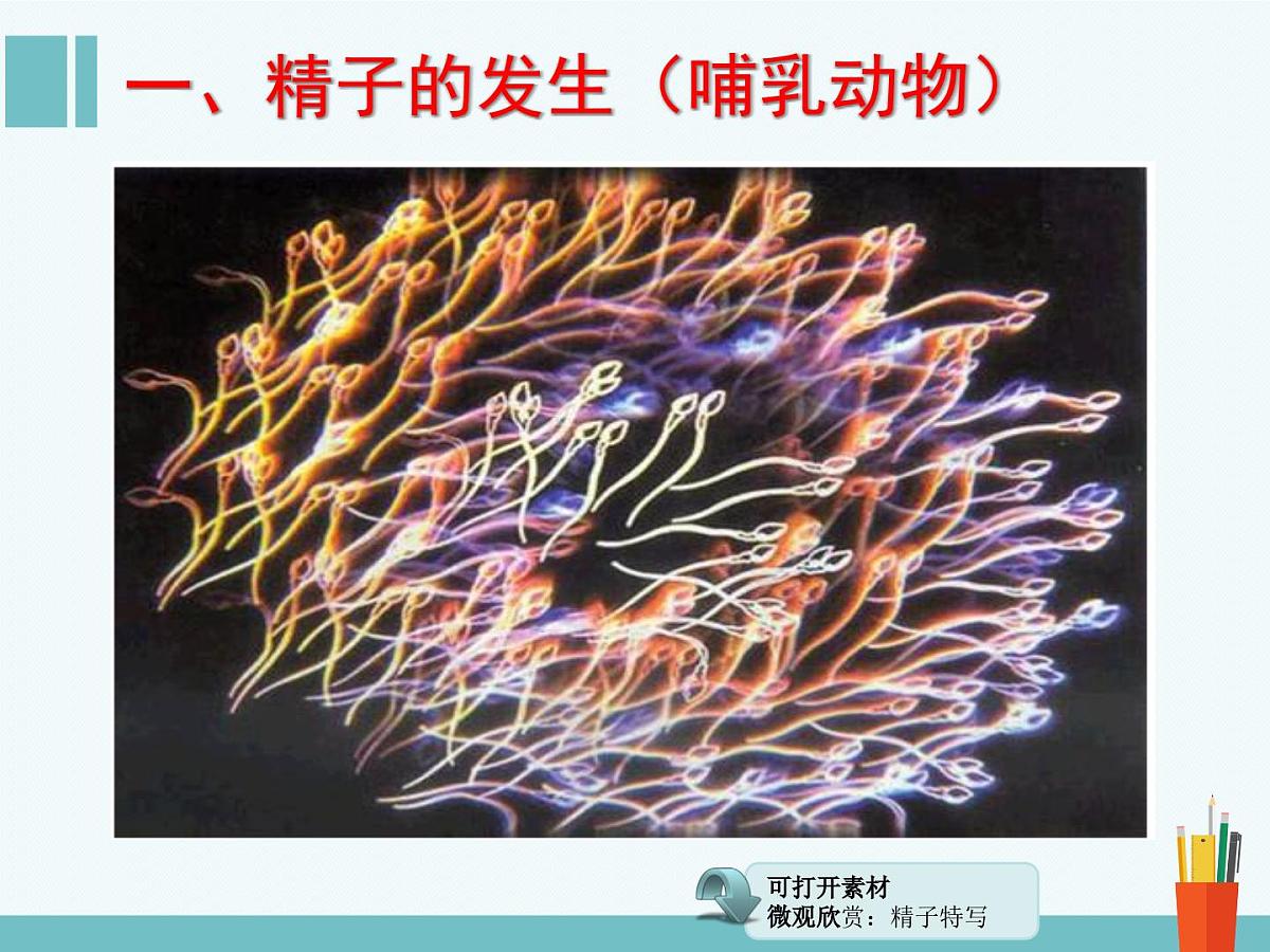 人教版 (新课标)高中生物选修3 3-1《体内受精和早期胚胎发育》（第1课时）课件第4页