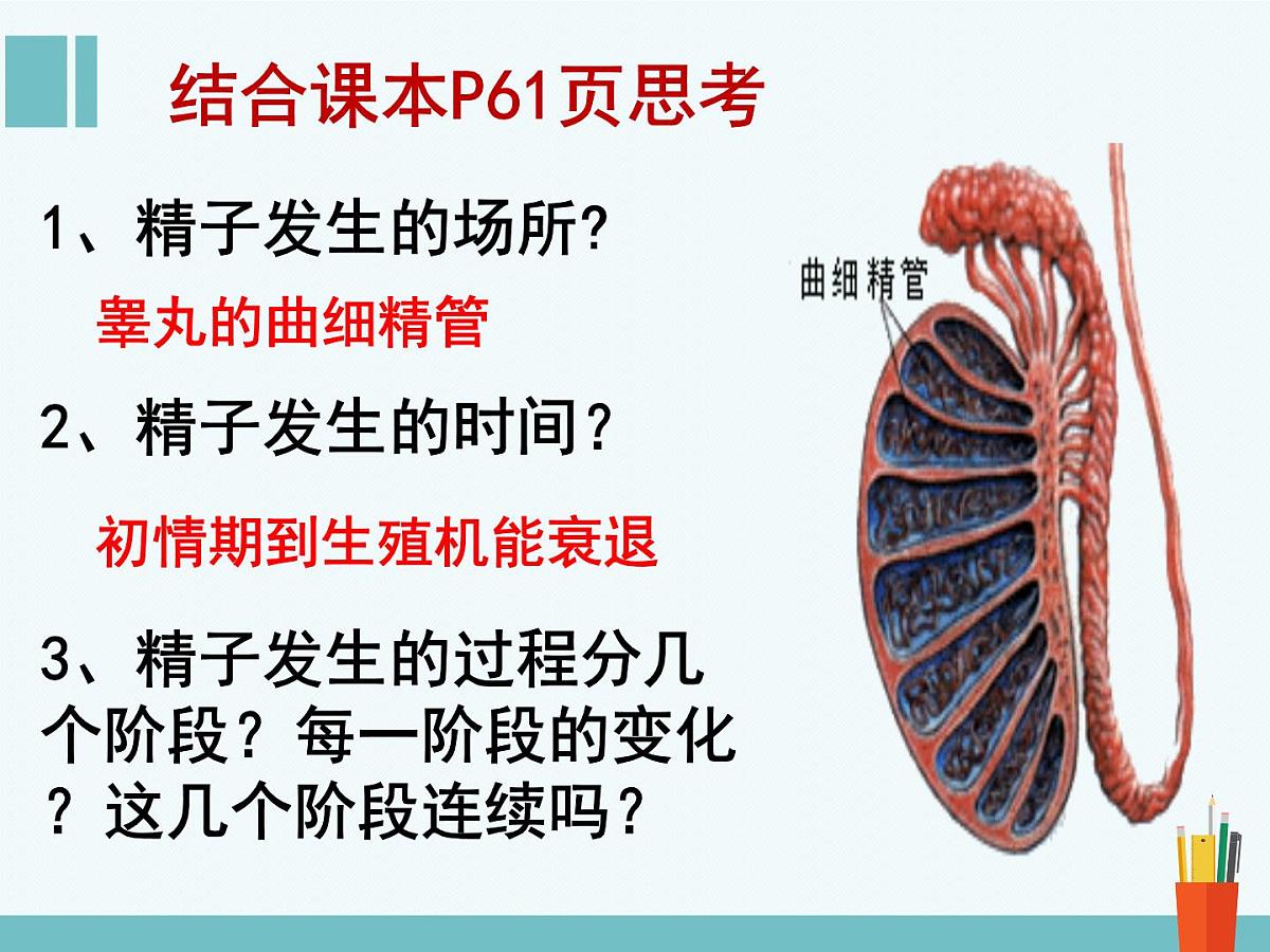 人教版 (新课标)高中生物选修3 3-1《体内受精和早期胚胎发育》（第1课时）课件第5页