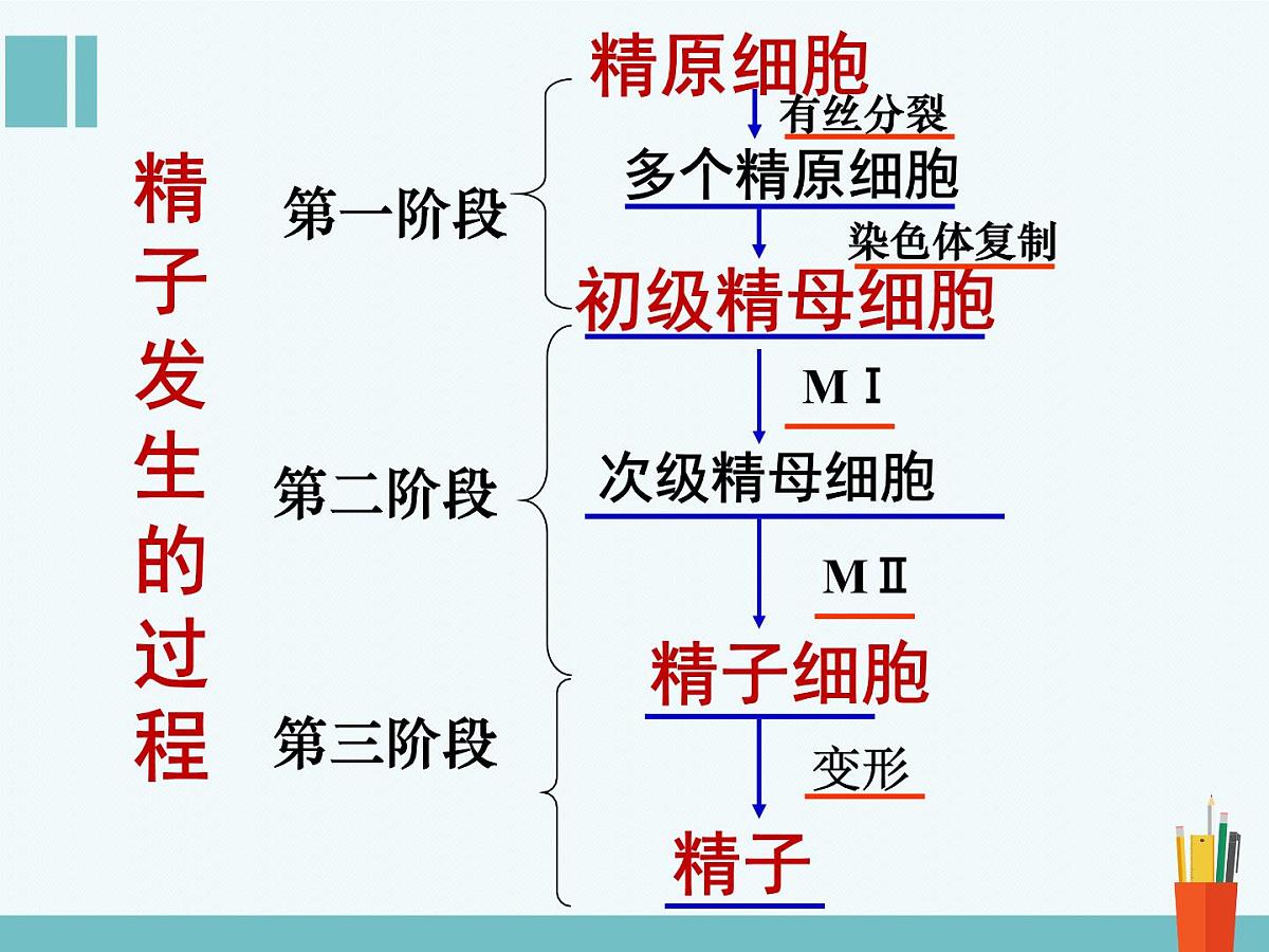 人教版 (新课标)高中生物选修3 3-1《体内受精和早期胚胎发育》（第1课时）课件第6页