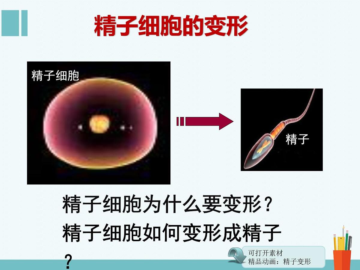 人教版 (新课标)高中生物选修3 3-1《体内受精和早期胚胎发育》（第1课时）课件第7页