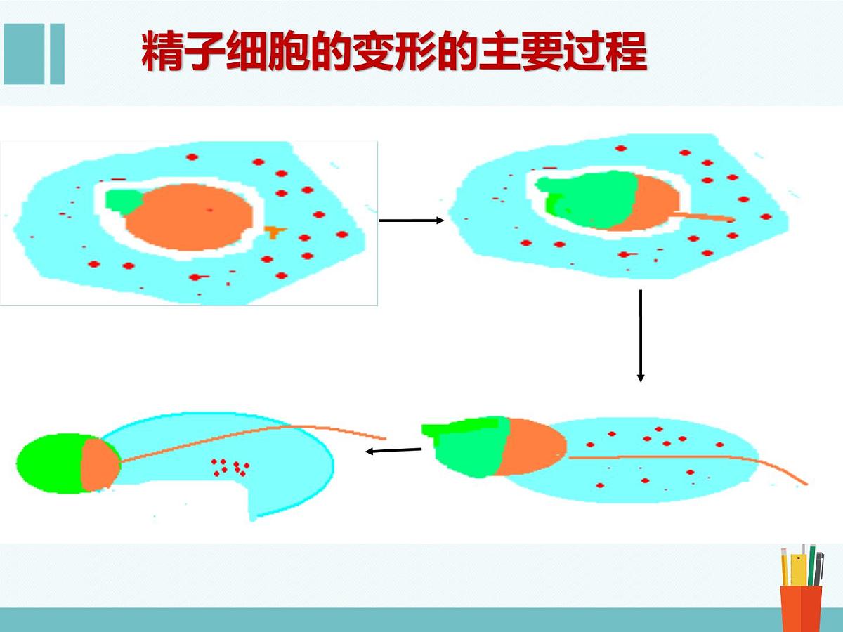 人教版 (新课标)高中生物选修3 3-1《体内受精和早期胚胎发育》（第1课时）课件第8页
