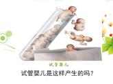 人教版 (新課標(biāo))高中生物選修3 3-2《體外受精和早期胚胎培養(yǎng)》課件