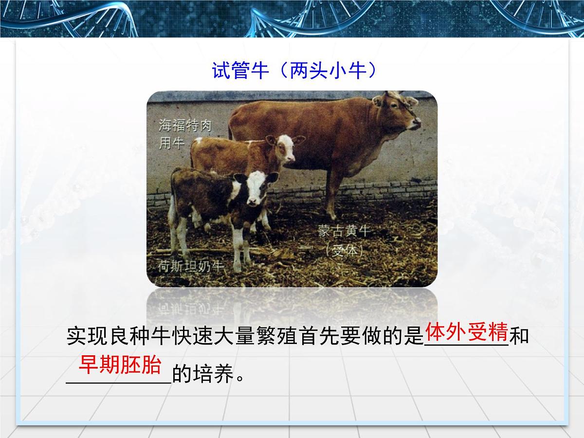 人教版 (新课标)高中生物选修3 3-2《体外受精和早期胚胎培养》课件第7页