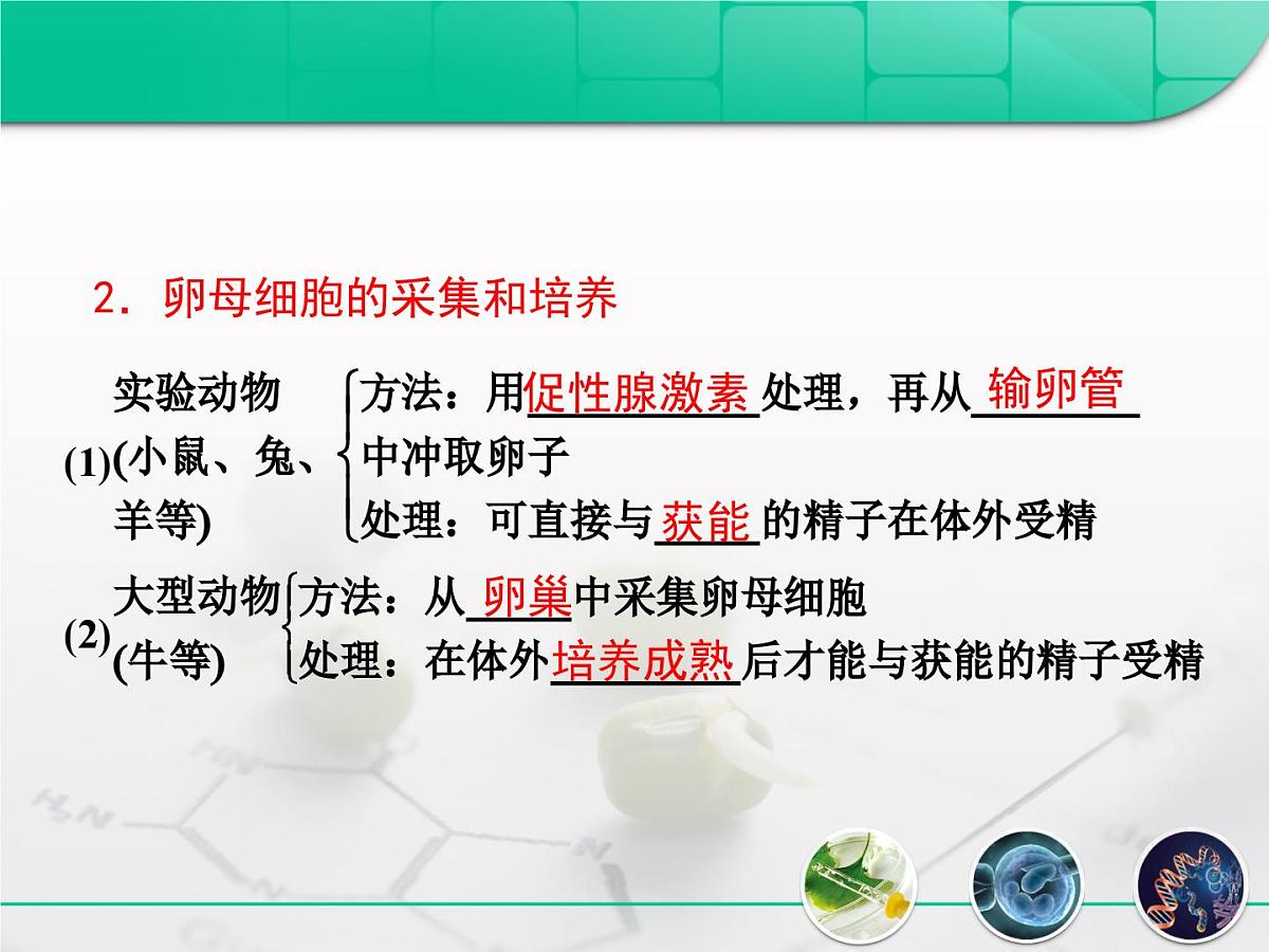 人教版 (新课标)高中生物选修3 3-2《体外受精和早期胚胎培养》课件第5页