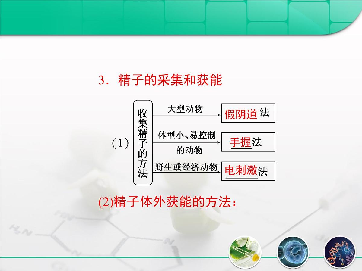 人教版 (新课标)高中生物选修3 3-2《体外受精和早期胚胎培养》课件第6页
