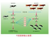 人教版 (新課標(biāo))高中生物選修3 3.3《胚胎工程的應(yīng)用及前景》課件（第1課時）