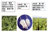 人教版 (新課標(biāo))高中生物選修3 4.1《轉(zhuǎn)基因生物的安全性》課件