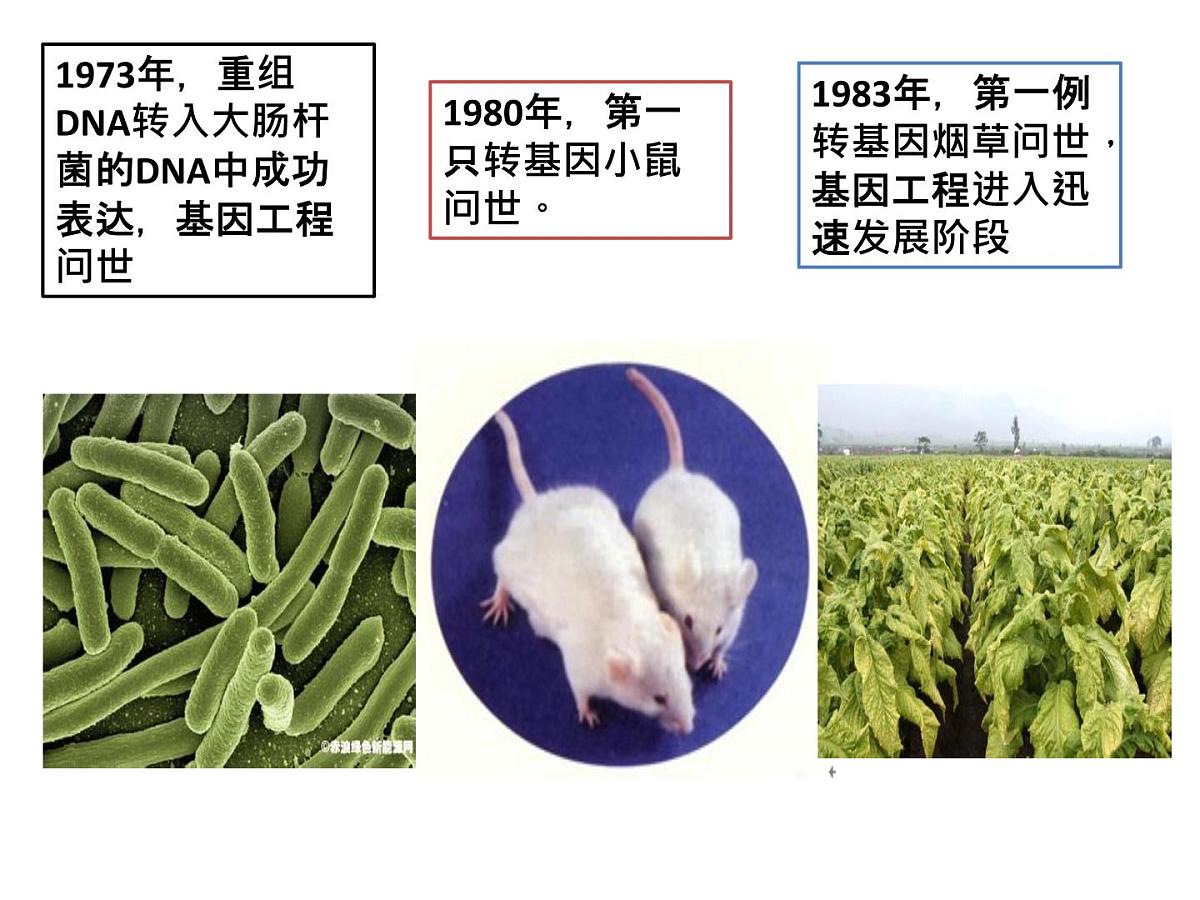人教版 (新课标)高中生物选修3 4.1《转基因生物的安全性》课件第3页