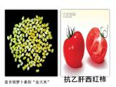 人教版 (新課標(biāo))高中生物選修3 4.1《轉(zhuǎn)基因生物的安全性》課件